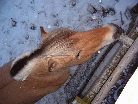 Fjordhest Felix - klør mulen billede 8