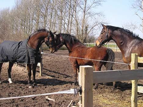 Oldenborg Jumbo - jumbo og hans to venner... jumbo er ny og meget spændene... hehe... billede 6