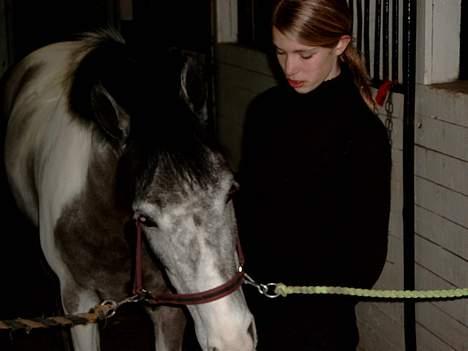 Belgisk Sportspony Red Bull billede 10