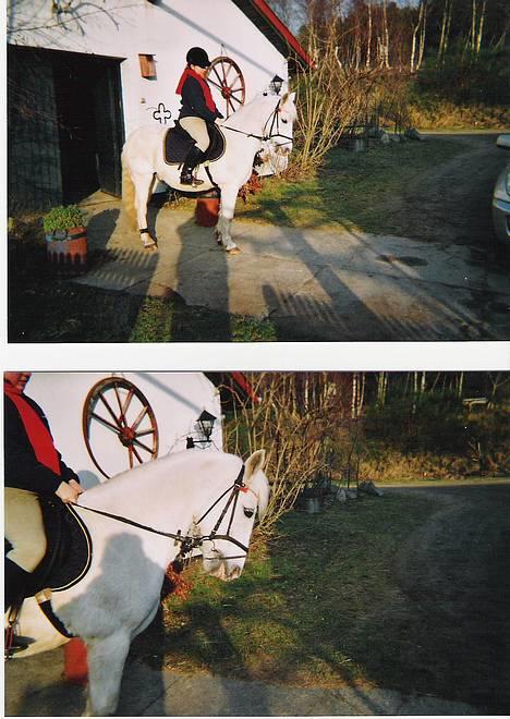 Connemara College boy/ †aflivet† - er på vej i skoven... er han ik bare dejlig.. billede 3