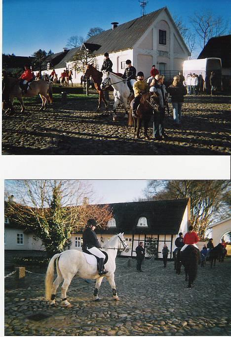 Connemara College boy/ †aflivet† - vi er til jagt.... billede 6