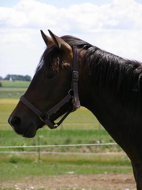 Trakehner Rødhøjs Chopstar - Profil - Sommeren 2006 billede 7