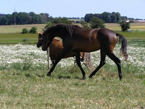 Trakehner Rødhøjs Chopstar - Lille hingstemusen ;) Sommeren 2006 billede 10
