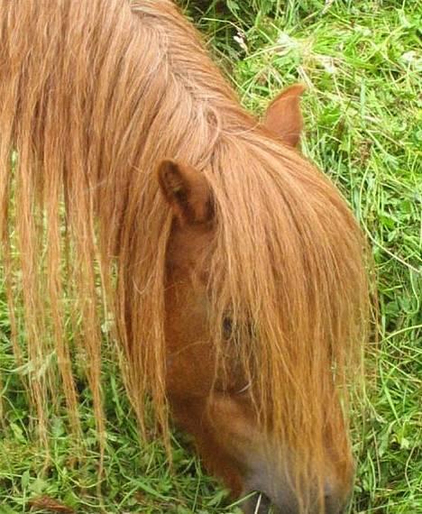 Dartmoor Flowering Lady billede 1