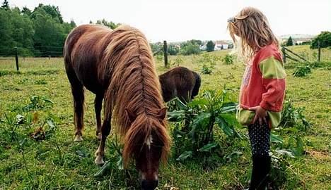 Dartmoor Flowering Lady billede 2