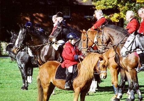 Dartmoor Flowering Lady billede 8