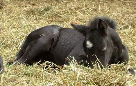 Dartmoor Epoka Avalon billede 1