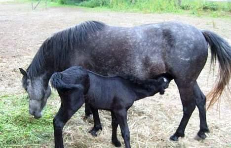 Dartmoor Epoka Avalon - Sulten... billede 2