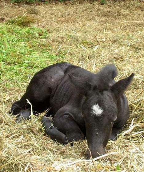 Dartmoor Epoka Avalon billede 3