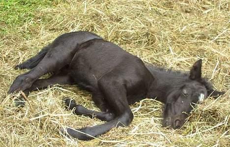 Dartmoor Epoka Avalon billede 4