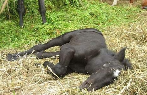 Dartmoor Epoka Avalon billede 5