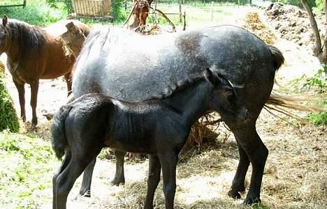 Dartmoor Epoka Avalon billede 6