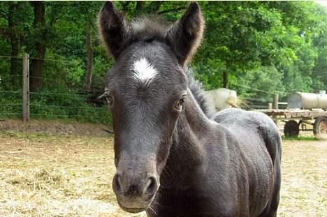 Dartmoor Epoka Avalon - Hejsa : ) billede 7