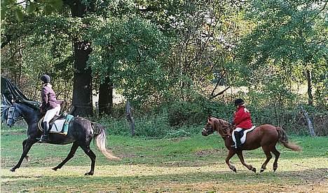 Dartmoor Flowering Lady - Er lige ved at overhale søster Line og hendes Hessedy...  billede 9