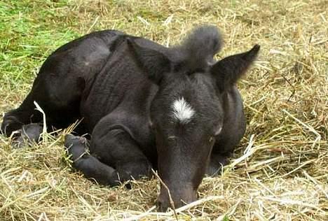 Dartmoor Epoka Avalon billede 8