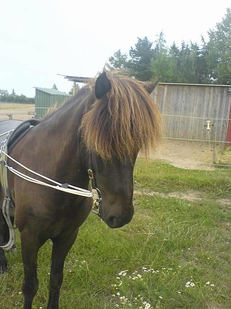 Islænder Svartur fra Tingvad - your simply the best<333´ billede 1