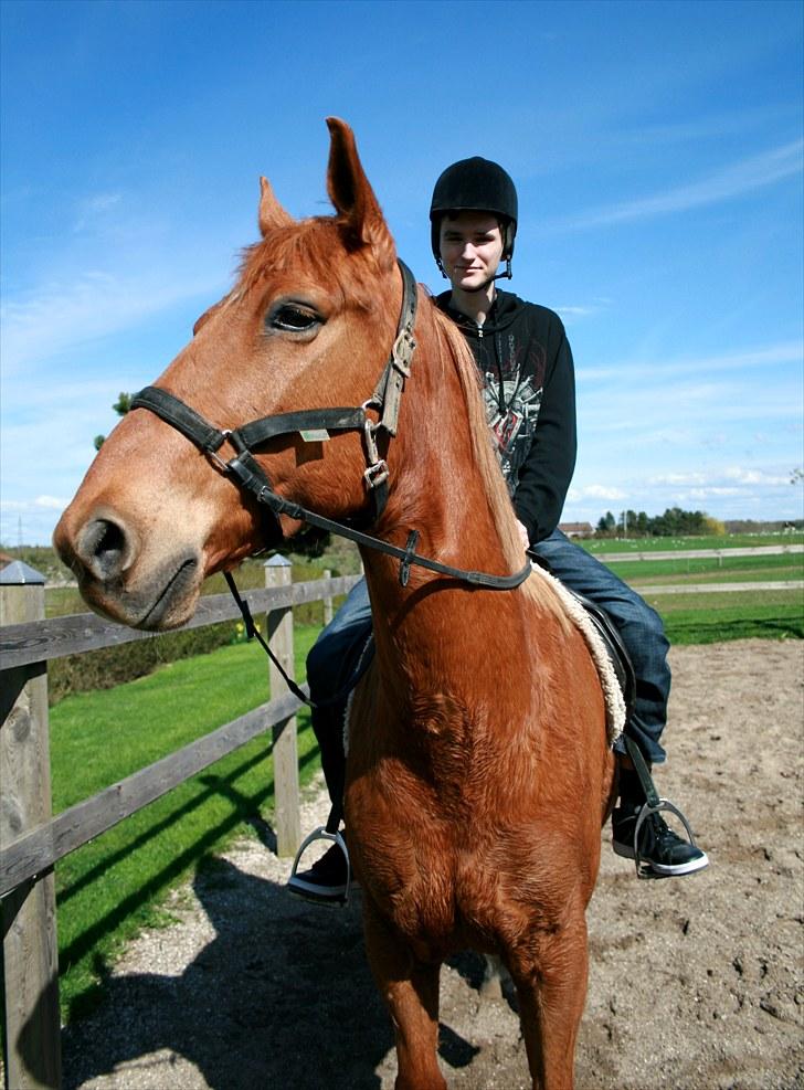 Anden særlig race Pilgrim R.I.P - Endelig sol så vi kan ride, efter en laaang vinter. Kæresten der skridter ham :) billede 1