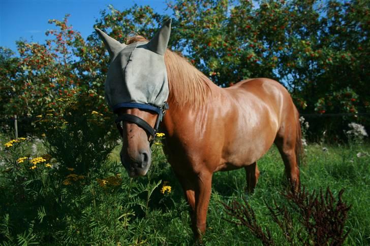 Anden særlig race Pilgrim R.I.P - Hr. Blå Fluehjelm ^^ billede 3