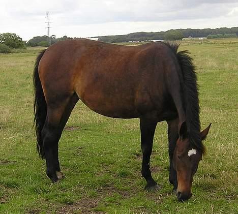 Anden særlig race Magic Touch (Sacha) *Den største stjerne på himlen - Sasha der står og hygger lidt på folden :) billede 1
