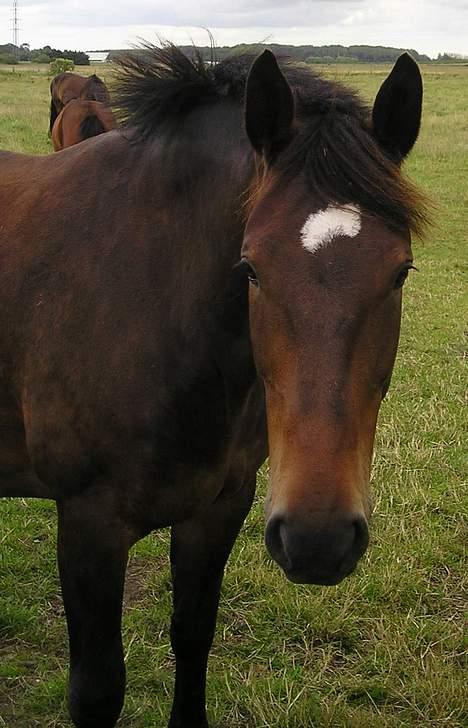 Anden særlig race Magic Touch (Sacha) *Den største stjerne på himlen - Min smukke hest på fold :) billede 2