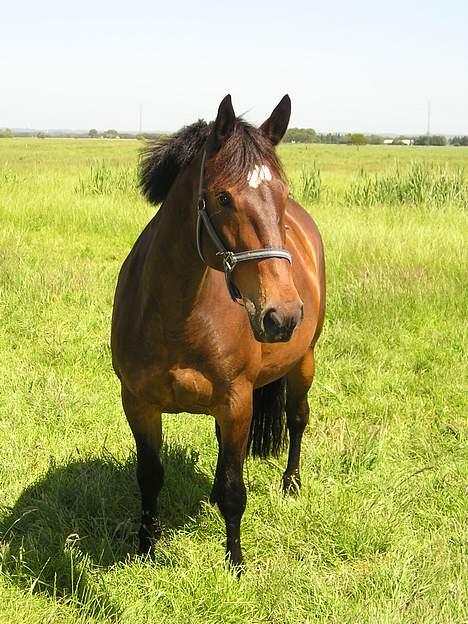 Anden særlig race Magic Touch (Sacha) *Den største stjerne på himlen - Sasha nyder lig lidt solskinsvejr :) billede 4