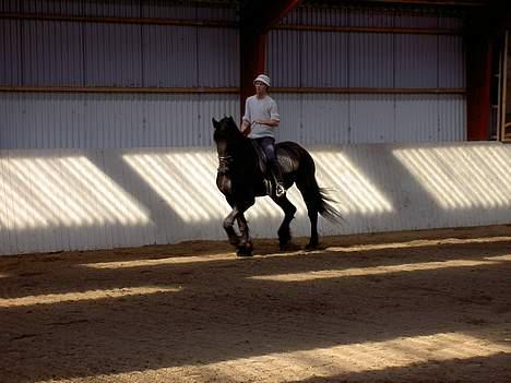 Frieser payter van de langeberg - her træner vi piaff og passage billede 1