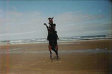 Anden særlig race Magic Touch (Sacha) *Den største stjerne på himlen - sacha på stranden.... Og bare en lille smule hidsig... Og typisk far at ta et billede af det :) billede 6