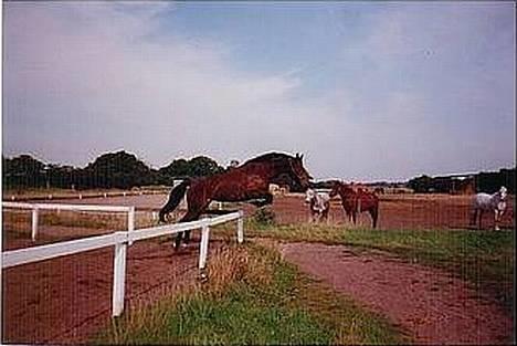 Anden særlig race Magic Touch (Sacha) *Den største stjerne på himlen - Jeg kan........flyyyyyyve ;O)  Ba dam bam.....WoaW billede 9