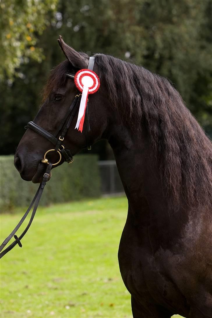 Frieser Maike Rozalien J. - Store Hestedag 2008 billede 1