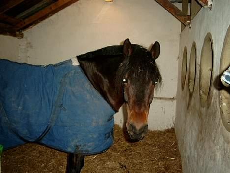 Connemara Borredalens Eight Garbo billede 6