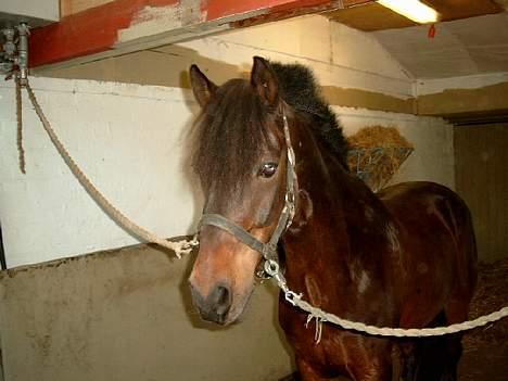 Connemara Borredalens Eight Garbo billede 7