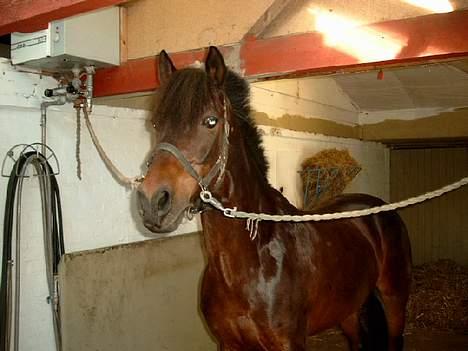 Connemara Borredalens Eight Garbo billede 8