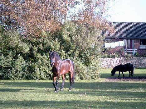 Connemara Borredalens Eight Garbo billede 9