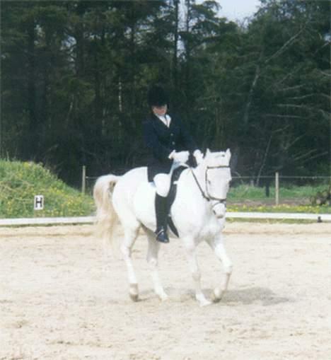 Anden særlig race Yousette (R.I.P.) - Til støvne i Bramming.. billede 9