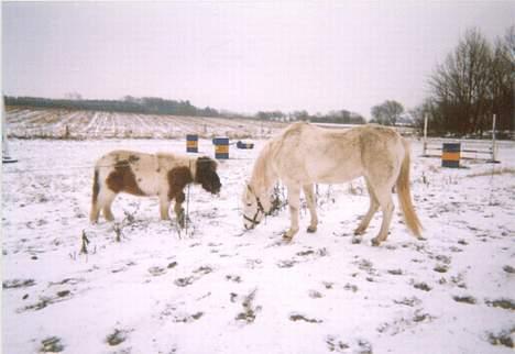 Anden særlig race Yousette (R.I.P.) - Her står hun sammen med min gamle pony Peter Malberg.. billede 10