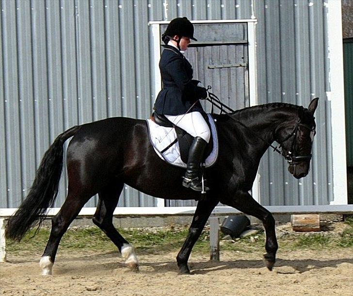 Dansk Varmblod June - Opvarmning i Helle 10/4 2011 billede 5