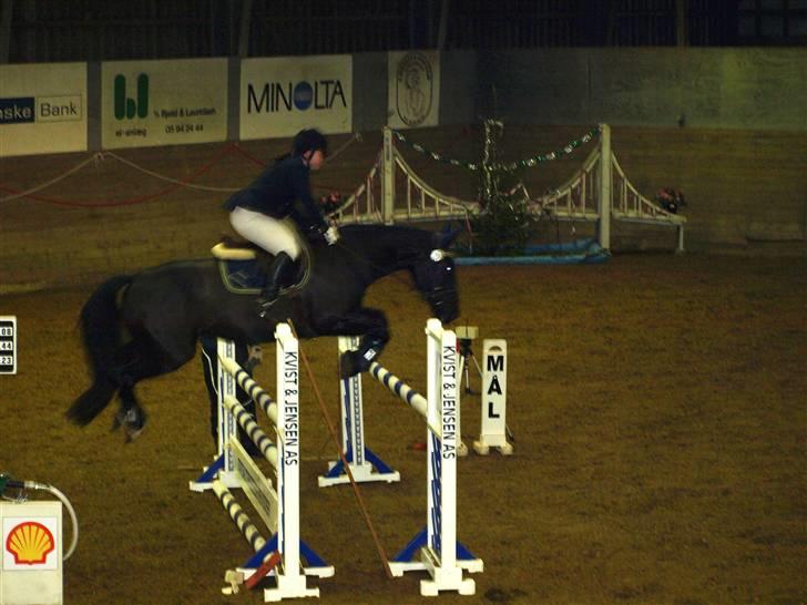 Dansk Varmblod June - C-stævne i Fredericia første LB billede 6