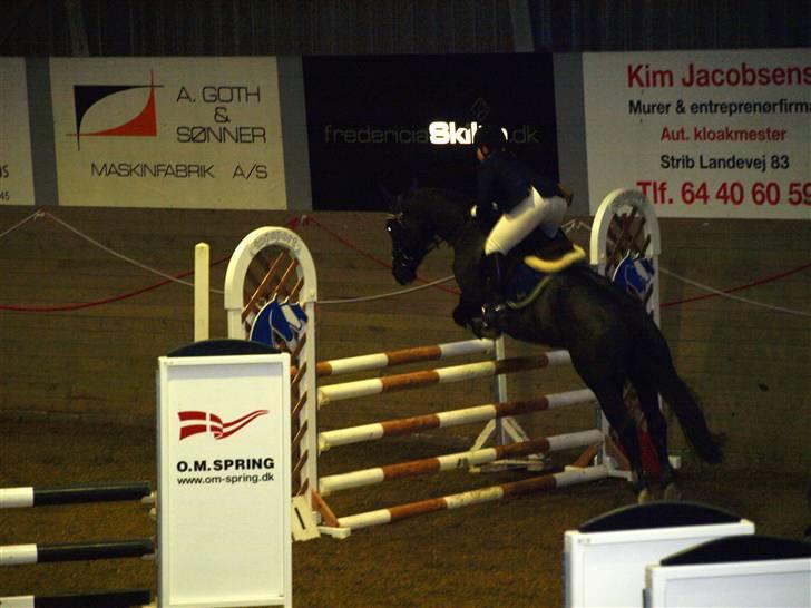 Dansk Varmblod June - C-stævne i Fredericia første LB billede 9