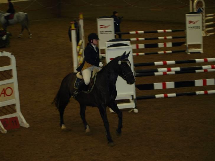 Dansk Varmblod June - C-stævne i Fredericia første LB billede 11