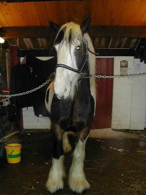 Tinker Gordon billede 7