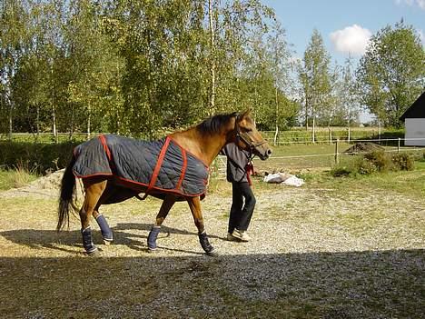 New Forest Baroc - her er han lige ankommet til gården..  billede 2