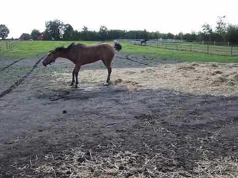 New Forest Baroc - var lige kommet ud på folden..  og havde rullet sig billede 4