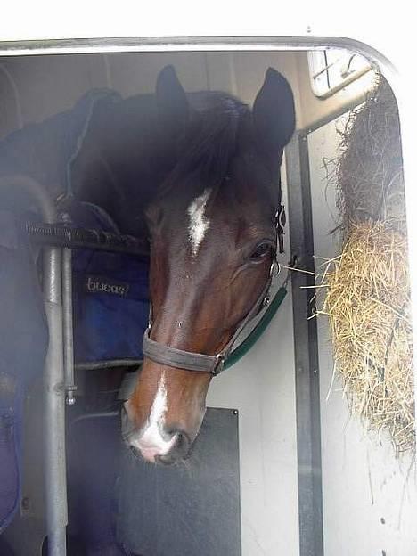 Hannoveraner Ginny Alfarvad Z  - sidste køre tur, på vej op til dyelægen. billede 3
