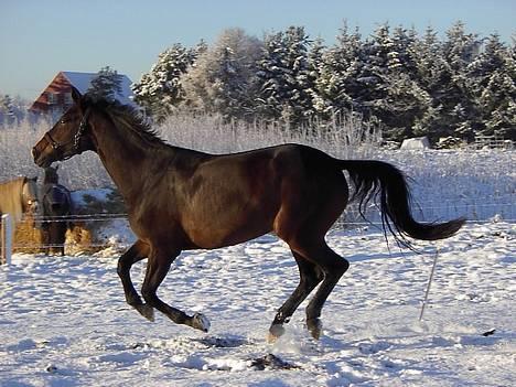 Hannoveraner Ginny Alfarvad Z  - et flot vinter billede dagne inde hun skulle aflives billede 4