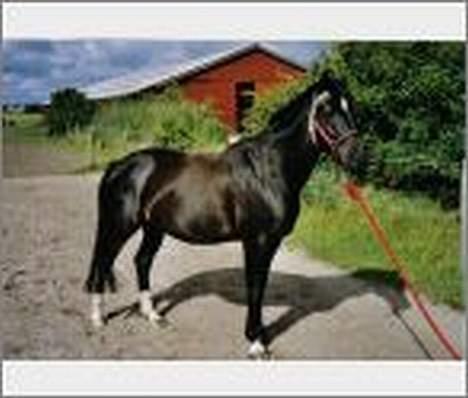 Dansk Varmblod Scarlet - Smukke scarlet...  billede 8