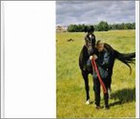 Dansk Varmblod Scarlet - Her er jeg ved at hente hende ind fra mark.. billede 9