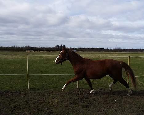 Dansk Varmblod Red Rubin billede 4