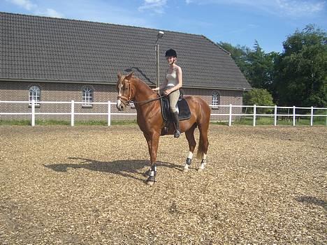 Dansk Varmblod Red Rubin - Uhh han er troet, efter en lang ridetur. billede 5