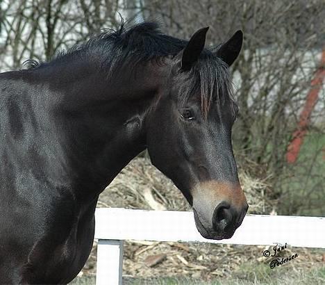 Oldenborg Grock Birkehøj *Solgt* - Søde Grock.. :0) billede 1