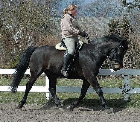 Oldenborg Grock Birkehøj *Solgt* billede 2